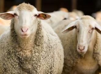 Стоматологія