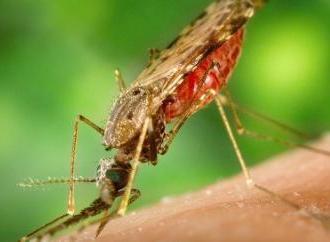 Інфекційні хвороби