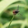 Інфекційні хвороби